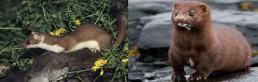 mink-weasel