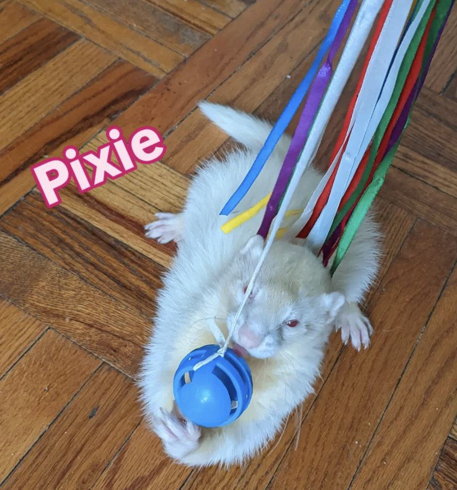Pixie