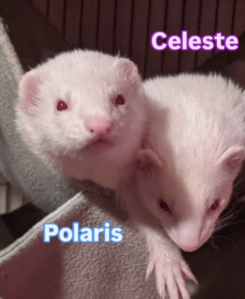 Celeste & Polaris
