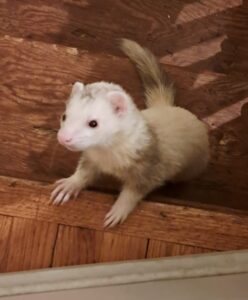 Marshmallow