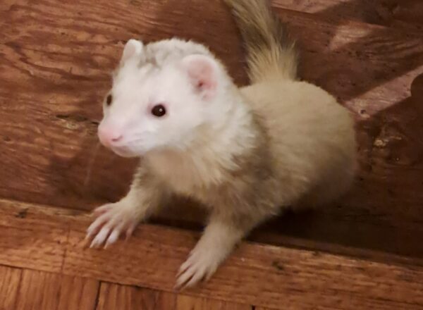 Marshmallow