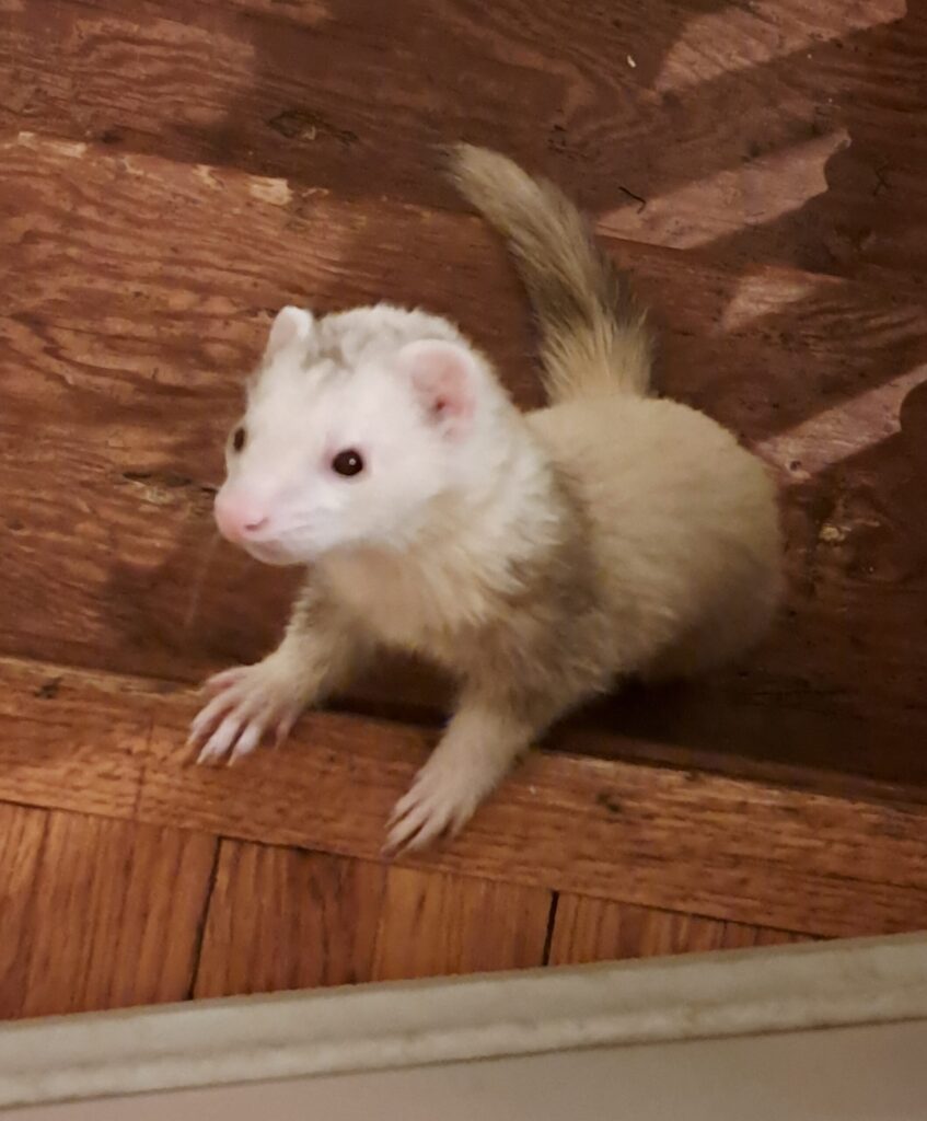 Marshmallow
