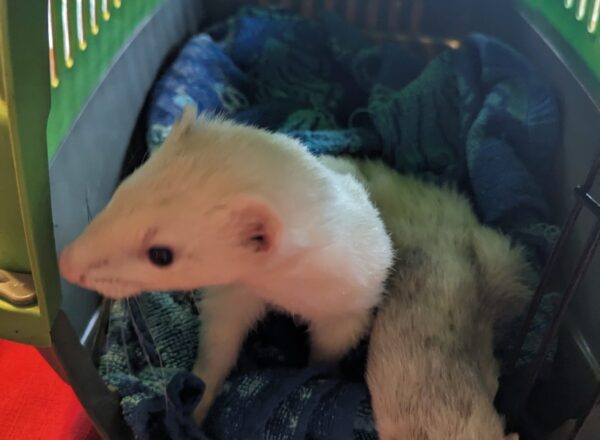 Silver & Noodle