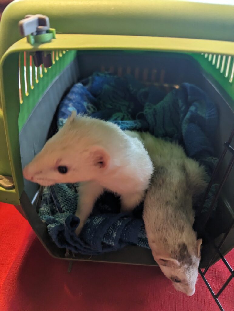 Silver & Noodle