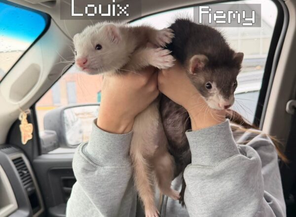 Louix and Remy